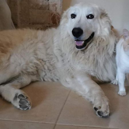 דירות מטולי Matej מראה חיצוני תמונה