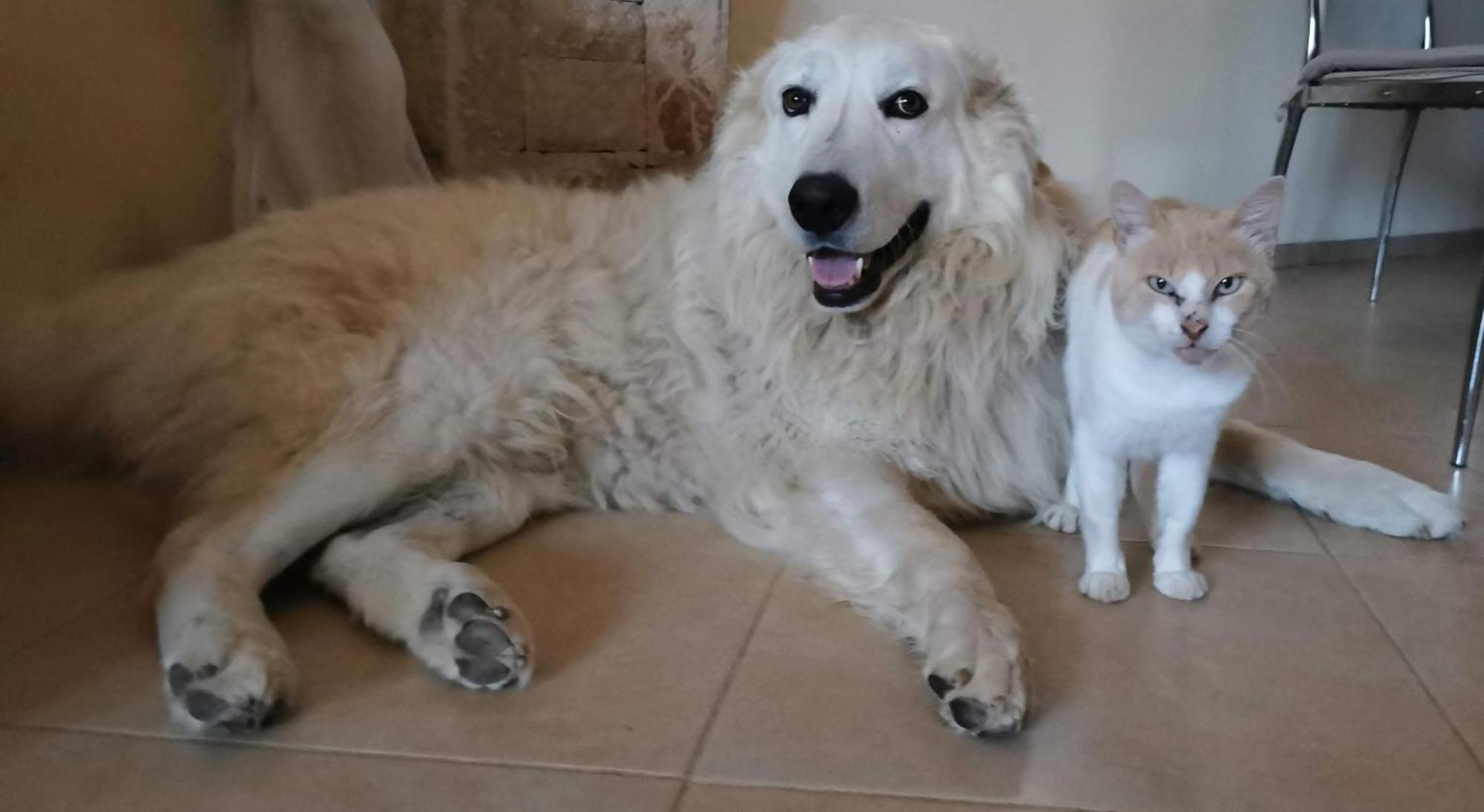 דירות מטולי Matej מראה חיצוני תמונה